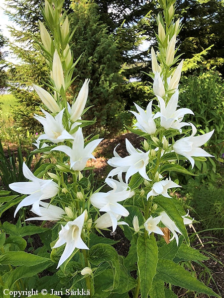 Campanula latifolia var. macrantha 'Alba', isoukonkello